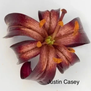 burgundy lily with curled petals
