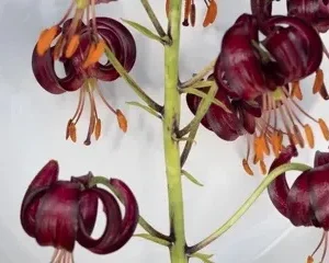 Maroon Turk's-cap lilies with orange stamens