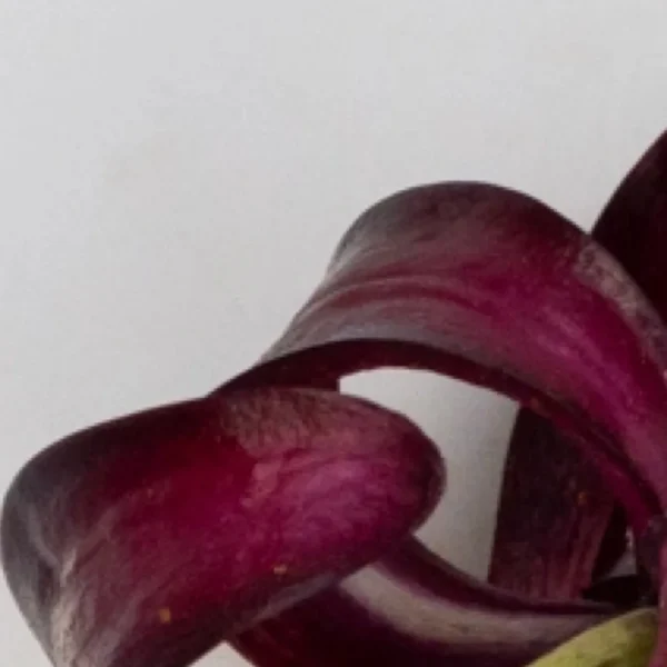 Deep purple curled flower petal