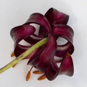 A purple flower with long stem and leaves.