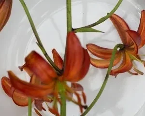 Orange lily blooms floating in white bowl