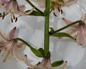 Pale pink spotted lilies on green stem