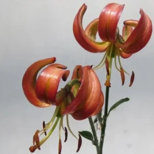 Orange Turk's-cap lily blooms on stem