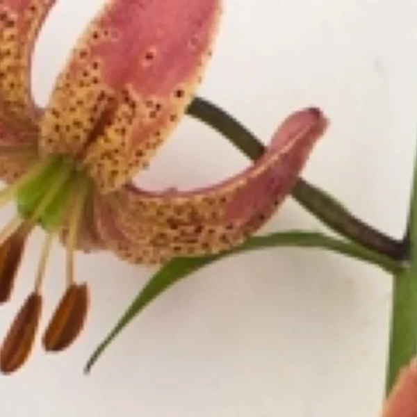 Close-up of spotted orange lily flower