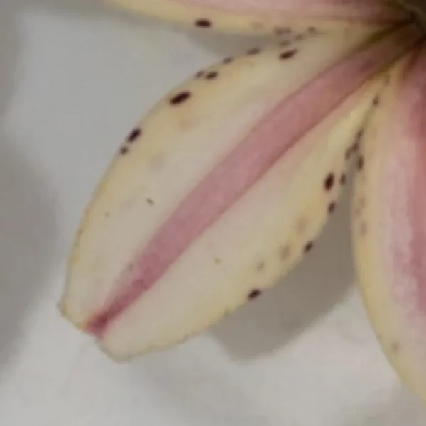 Close-up of pink-striped spotted lily petal