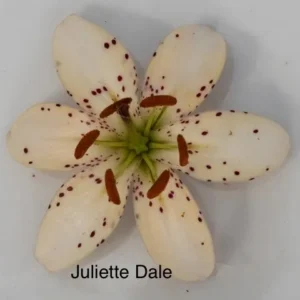 A white flower with red spots on it.