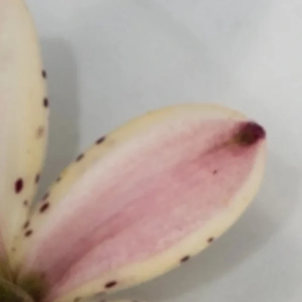 Cream petal with pink center and purple spots