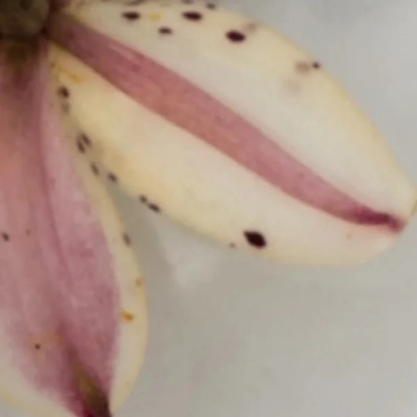 Close-up of speckled cream petal with pink stripe