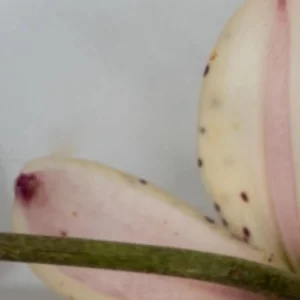 Pale pink spotted succulent leaf close-up