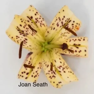 Top-down cream-yellow spotted lily with stamens