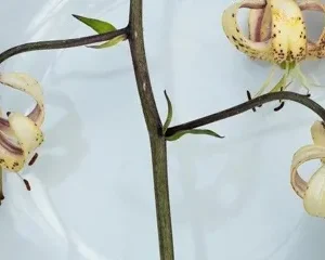 A white plate with three flowers on it.