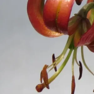 Close-up orange lily with curled petals