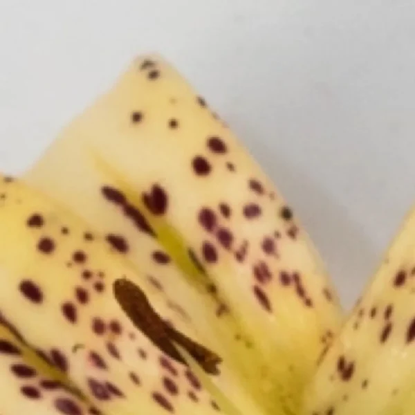 A close up of some bananas with spots on them