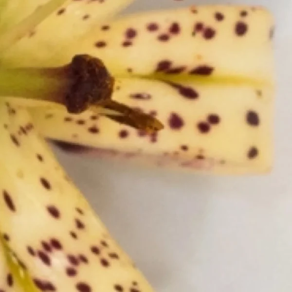 Close-up of spotted yellow lily stamen