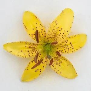 A yellow flower with brown spots on it.