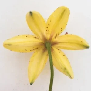 Underside close-up of yellow spotted lily