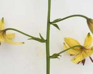 A stalk of grass with two yellow flowers.
