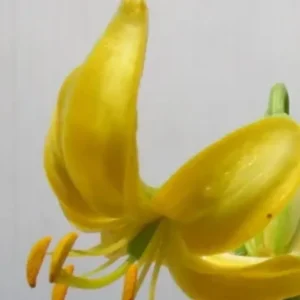 Yellow lily with orange anthers, close-up