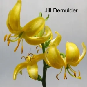 A close up of yellow flowers with the name jill demulder