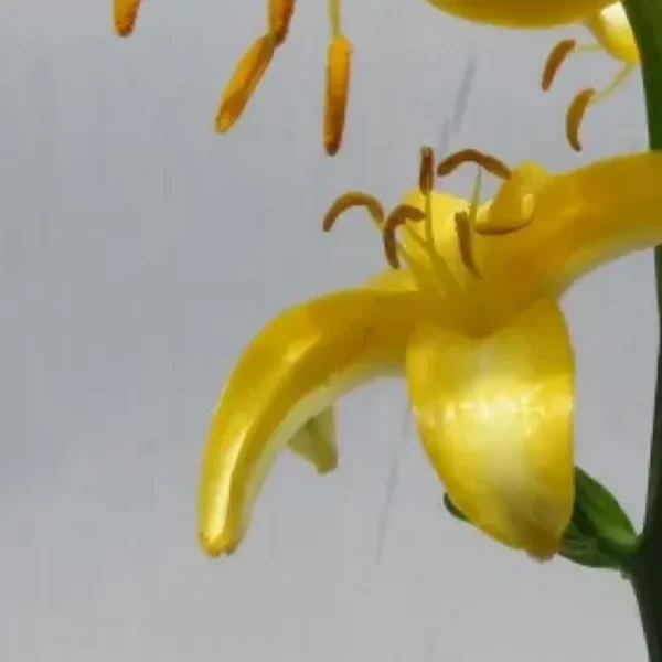 Yellow lily petal and drooping stamens