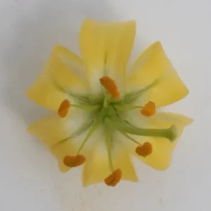 A yellow flower with orange centers and green leaves.