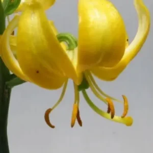 Golden recurved lily with hanging stamens