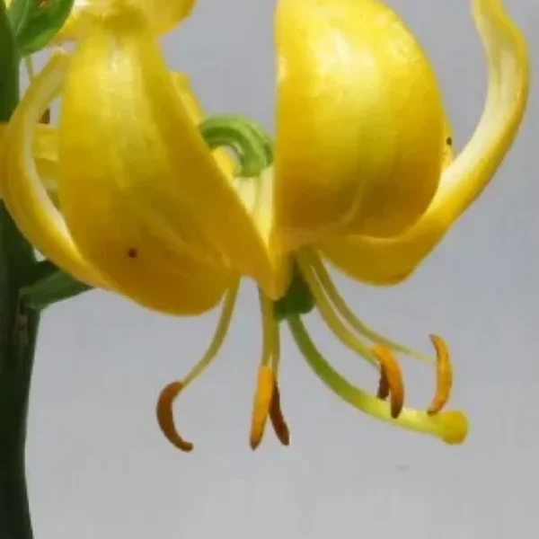 Golden recurved lily with hanging stamens
