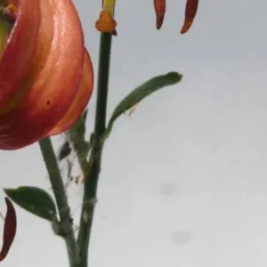 Close-up orange lily blossom with spiderwebbed stem