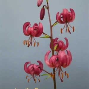 Curled pink lily blooms on slender stem