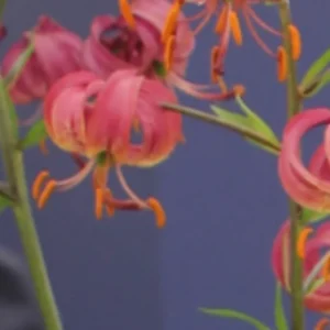 Curled pink lilies with orange stamens