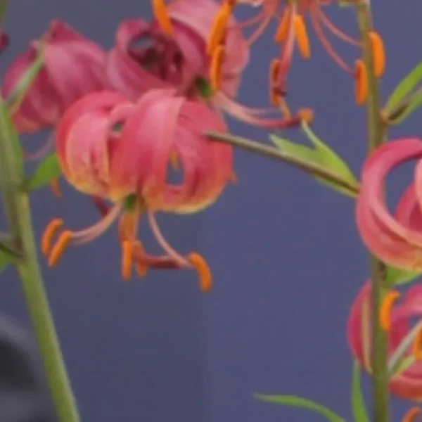 Curled pink lilies with orange stamens