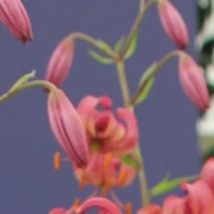 Pink lily buds and open blossom