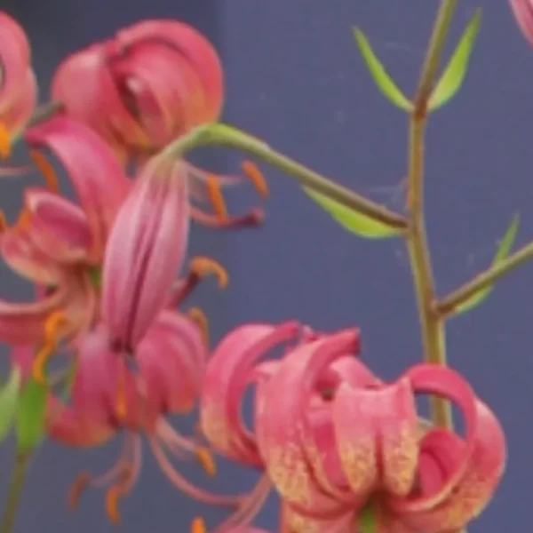 Pink recurved lilies against gray background