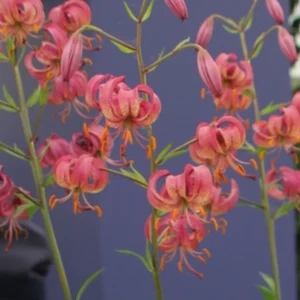 Pink reflexed lilies with orange stamens