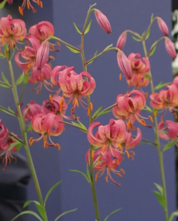 Pink reflexed lilies with orange stamens