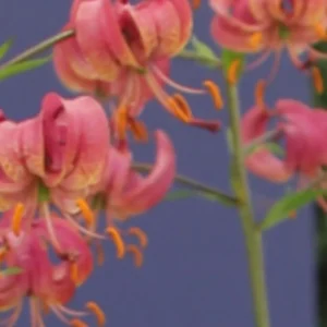 Close-up pink Turk's cap lilies with orange stamens