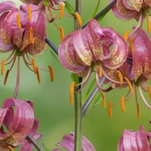 Close-up of pink Turk's-cap lily cluster