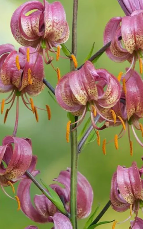 Close-up of pink Turk's-cap lily cluster