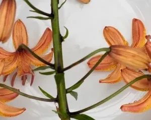 A close up of the stem and flowers on a plate