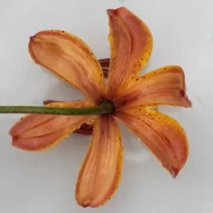 A close up of the flower on the stalk.