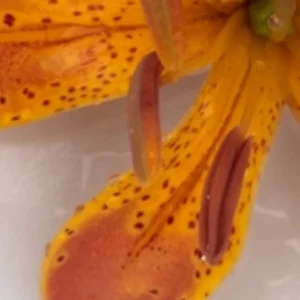A close up of the flower petals on a yellow tiger lily.