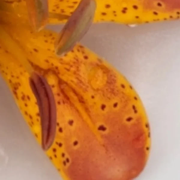 A close up of the inside of an orange flower.