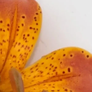 A close up of the petals of an orange flower.
