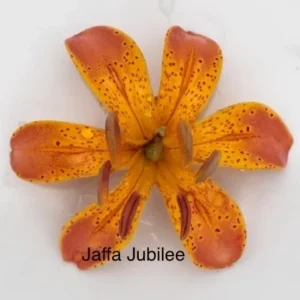 Jaffa Jubilee orange spotted lily blossom