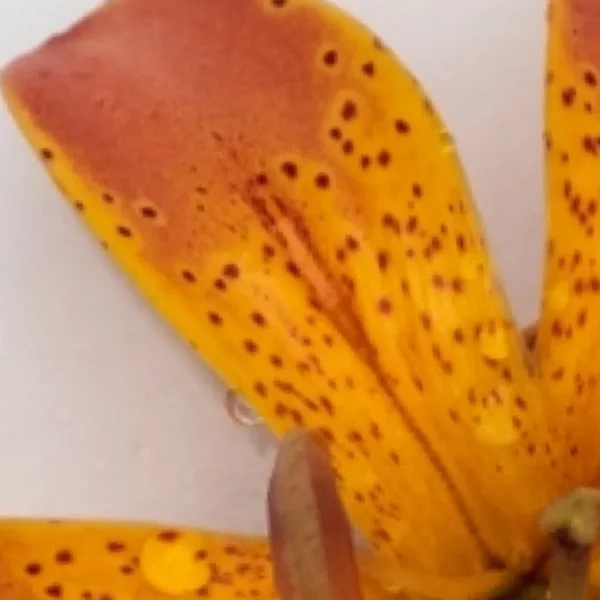 Close-up orange spotted lily petal with droplets
