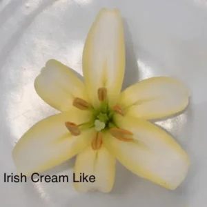 Single cream-yellow six-petaled flower
