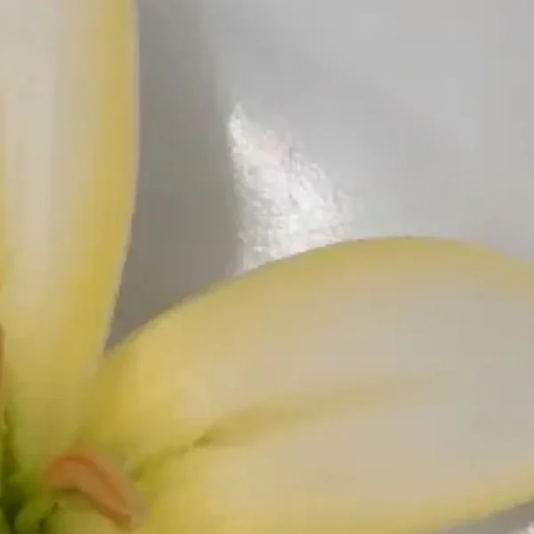 A close up of some bananas on a table