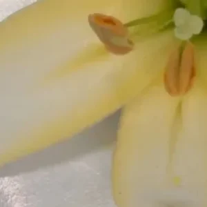A close up of some fruit on the table