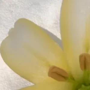 Close-up pale yellow flower petals and stamens