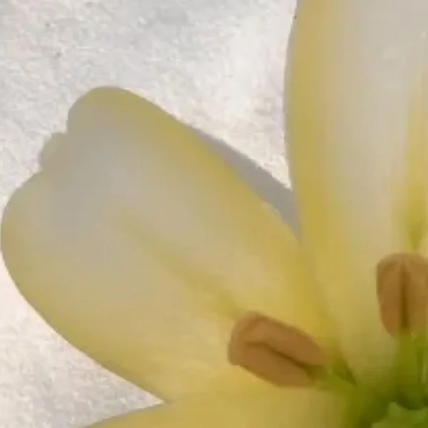 Close-up pale yellow flower petals and stamens